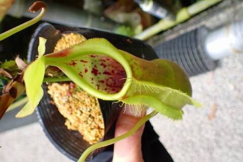 Nepenthes（ネペンテス/ウツボカズラ）の商品一覧 | Y's Exotics