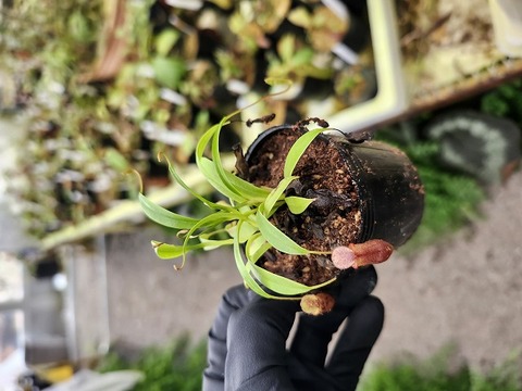 商品一覧 - Y's Exotics （山田食虫植物農園）