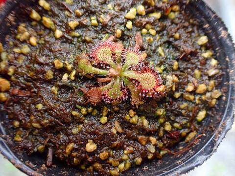 商品一覧 - Y's Exotics （山田食虫植物農園）