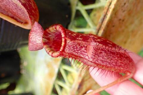 ゆうゆうネペンテス・ミランダ Nepenthes（ネペンテス/ウツボカズラ）の商品一覧 | Y's Exotics