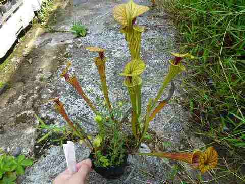 Sarracenia（サラセニア）の商品一覧 | Y's Exotics （山田食虫植物農園）