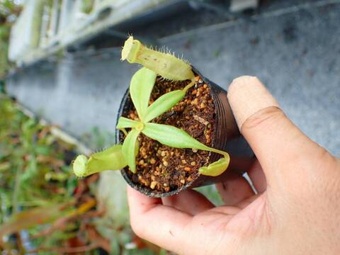 【新品】宮本果林 植木鉢 FALCON XS k*y様 【新品】宮本果林 植木鉢 FALCON XS 重厚感のある素敵な植木鉢