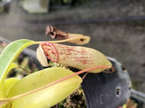 Y's Exotics （山田食虫植物農園）