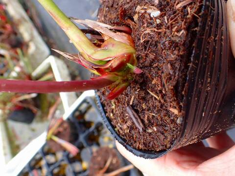 G005 #BBB S. leucophylla --red / white, Mobile, Co. very large form SL37 Cedric