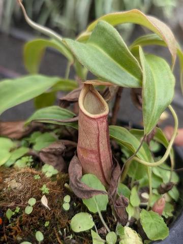 Nepenthes（ネペンテス/ウツボカズラ）の商品一覧 | Y's Exotics （山田食虫植物農園）