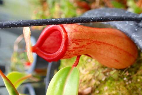 特③現品限り超特大な壺を持つネペンテス・ミランダ Nepenthes（ネペンテス/ウツボカズラ）の商品一覧 | Y's Exotics