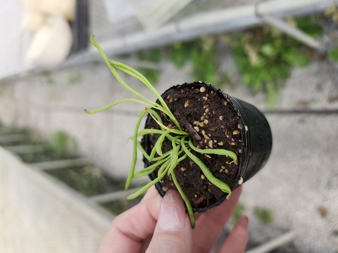 E566 2H Darlingtonia californica Y's Lab 