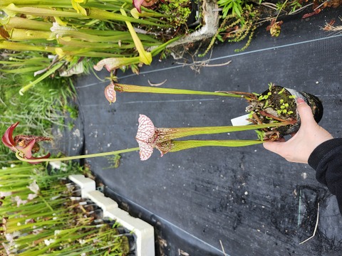 Sarracenia（サラセニア）の商品一覧 | Y's Exotics （山田食虫