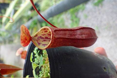 Nepenthes（ネペンテス/ウツボカズラ）の商品一覧 | Y's Exotics