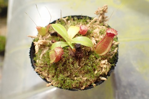 Nepenthes（ネペンテス/ウツボカズラ）の商品一覧 | Y's Exotics