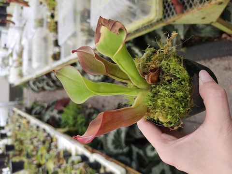 商品一覧 - Y's Exotics （山田食虫植物農園）