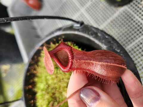 Nepenthes（ネペンテス/ウツボカズラ）の商品一覧 | Y's Exotics （山田食虫植物農園）