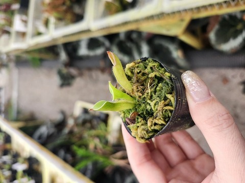 E614 1-1 H. pulchella {3different clones, Churi Tepui, Venezuela}BCP