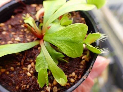 Y720 5-2 Dionaea muscipula 鈴木系 original
