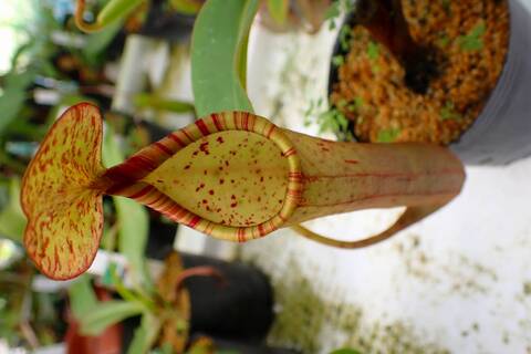 商品一覧 - Y's Exotics （山田食虫植物農園）