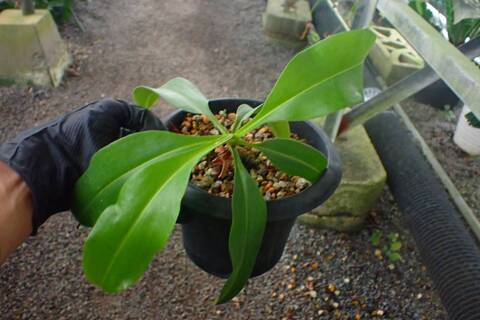 G273 3-1 N. alata (t) Giant x Luzon ♂ EP