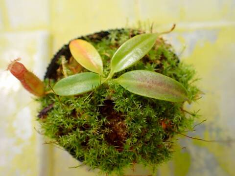 O614 1-4 N. (maxima x campanulata) x rajah #NNN