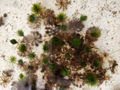 Y718 1H Aldrovanda vesiculosa：京都巨椋池系統
