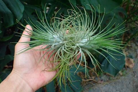 G070 3-1 T. ionantha Guat TI