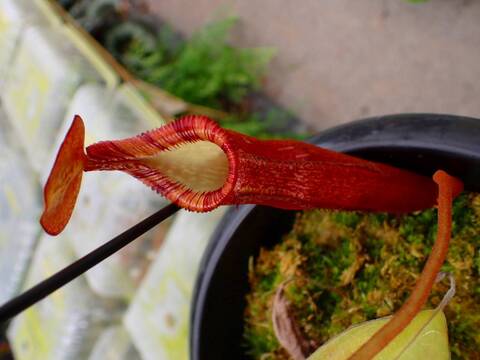 商品一覧 - Y's Exotics （山田食虫植物農園）