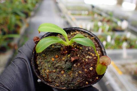 商品一覧 - Y's Exotics （山田食虫植物農園）