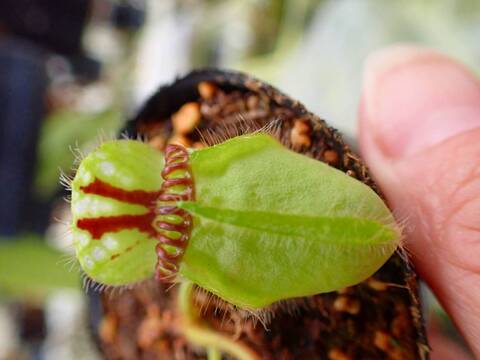 Y's Exotics （山田食虫植物農園）