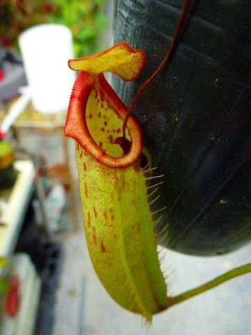 Nepenthes（ネペンテス/ウツボカズラ）の商品一覧 | Y's Exotics （山田食虫植物農園）