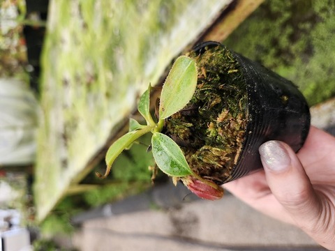 商品一覧 - Y's Exotics （山田食虫植物農園）