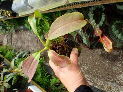 J191 1-3 N. maxima x xharryana Tambuyukon #NNN
