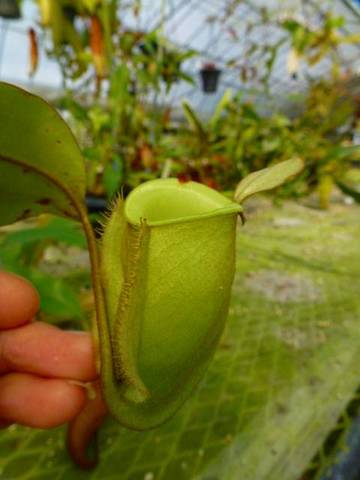 Nepenthes（ネペンテス/ウツボカズラ）の商品一覧 | Y's Exotics （山田食虫植物農園）