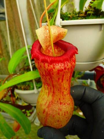 Nepenthes（ネペンテス/ウツボカズラ）の商品一覧 | Y's Exotics （山田食虫植物農園）