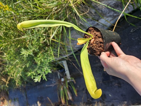 商品一覧 - Y's Exotics （山田食虫植物農園）