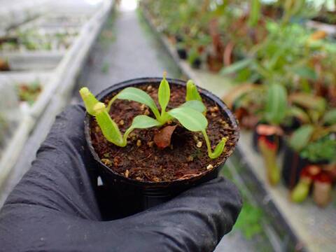 商品一覧 - Y's Exotics （山田食虫植物農園）