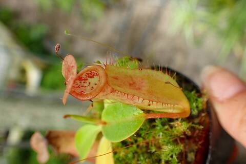 アンプラリア ブラック　squat　ネペンテス　ウツボカズラ　食虫植物 Yahoo!オークション - 食虫植物 nepenthes ampullaria black