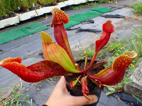 P723 3H S. Hybrid Y's