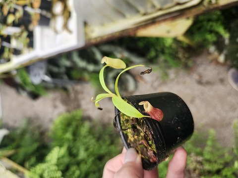 商品一覧 - Y's Exotics （山田食虫植物農園）