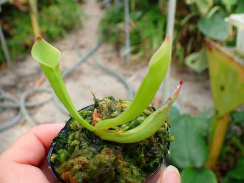 O127 1-1 H. spec. Akopan {Akopan Tepui, Venezuela} [BCP ID# H1641]