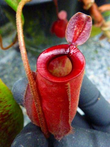 Nepenthes（ネペンテス/ウツボカズラ）の商品一覧 | Y's Exotics （山田食虫植物農園）