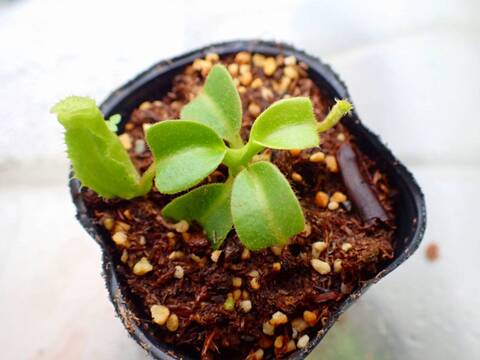 専用 ＊ 0728＊phyllanthera 商品一覧 - Y's Exotics （山田食虫植物農園）