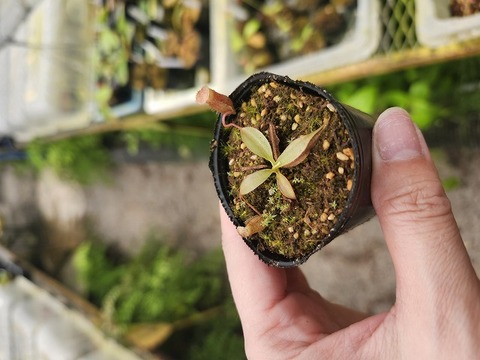 商品一覧 - Y's Exotics （山田食虫植物農園）