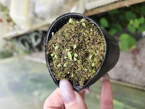 商品一覧 | Y's Exotics （山田食虫植物農園）