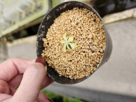 R272 1-2 P. colimensis x cyclosecta [BCP ID# P1208]