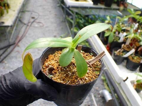 Nepenthes Hybrids（ネペンテス交配種）の商品一覧 | Y's Exotics
