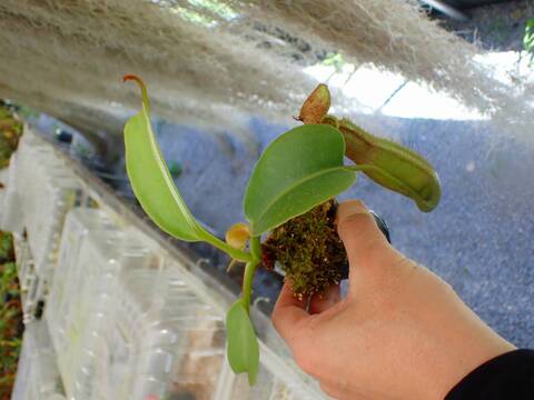 P015 5-1 N. truncata x (truncata x peltaata) Y's