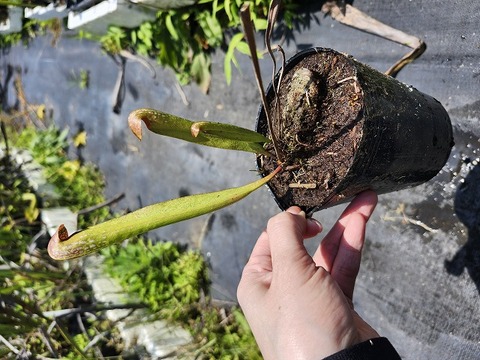 商品一覧 - Y's Exotics （山田食虫植物農園）