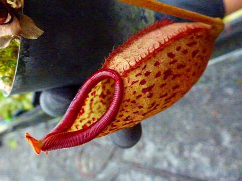 Nepenthes（ネペンテス/ウツボカズラ）の商品一覧 | Y's Exotics