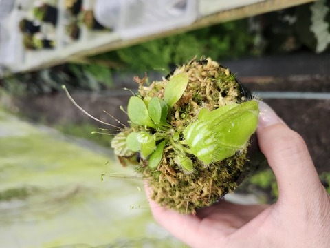 商品一覧 - Y's Exotics （山田食虫植物農園）