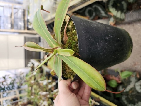 P643 1-3 N. sibuyanensis(d) EP