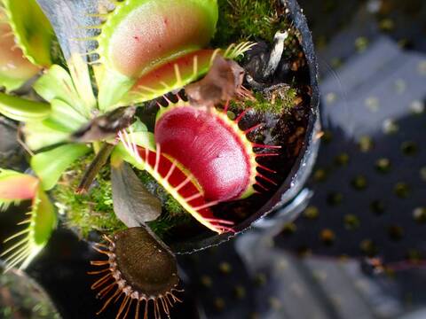 Dionaea 'Spider'・食虫植物・ハエトリソウ　ディオネア ‘スパイダー’  お得，大得価 Dionaea muscipula \u201dSpider\u201d CK・ハエトリソウ
