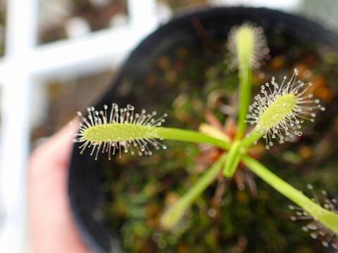 R634 4-1 D. capensis alba 大彰園